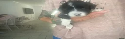 Mixed Breed dogs for sale: Shih-poo X Puppies - Advert 1