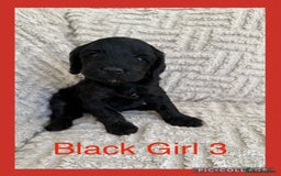 Cockapoo dogs for sale: Stunning F1B Merle Cockapoo Puppies!!!! - Image 34