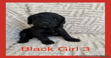 Cockapoo dogs - Advert 11