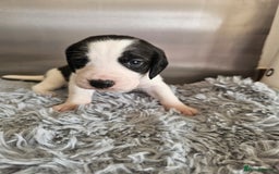 Beagle dogs for sale: BEAGLE X SPANIEL MIX PUPPIES - Image 8