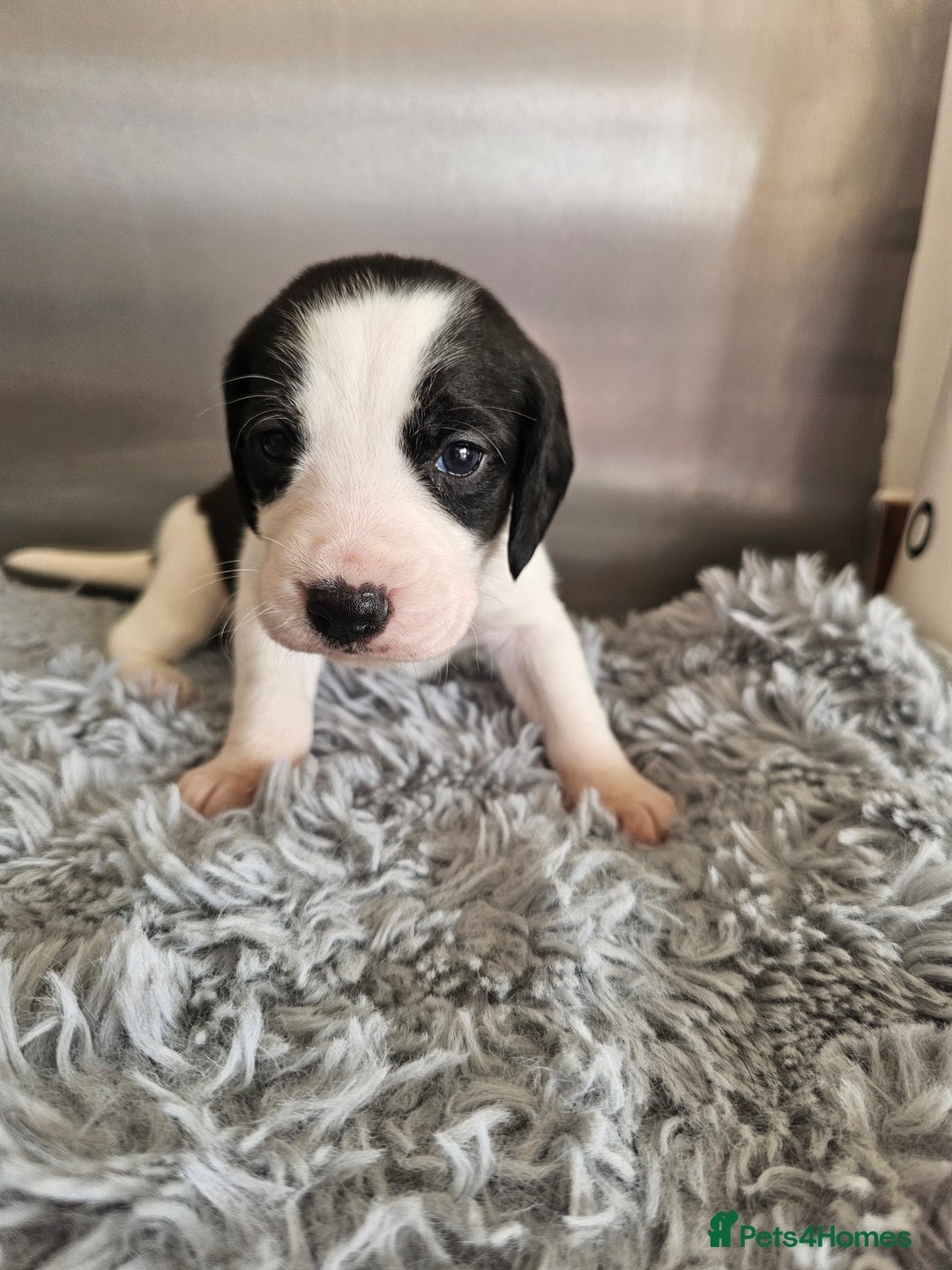 Beagle dogs for sale: BEAGLE X SPANIEL MIX PUPPIES - Image 8