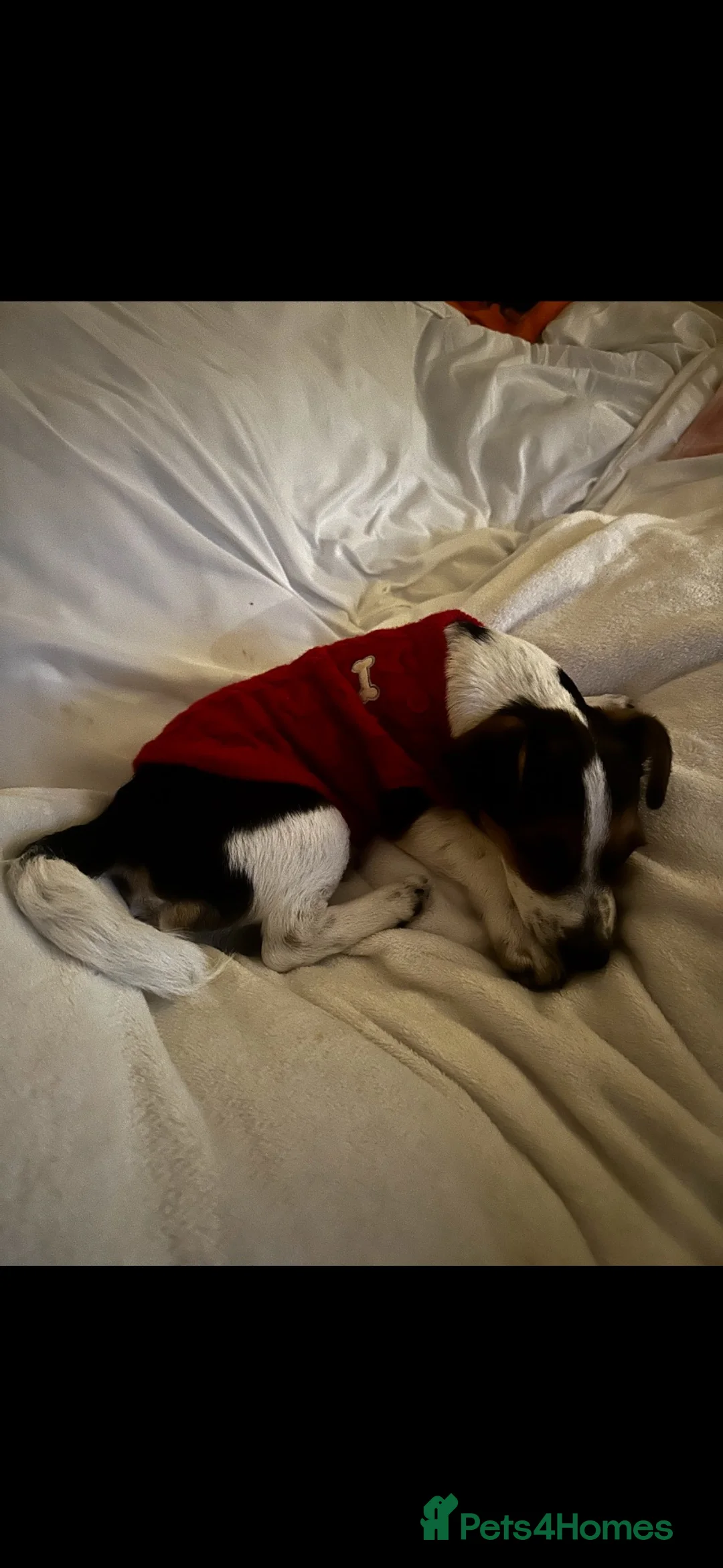Jack Russell dogs for sale: Loving home needed for Jasper - Advert 3