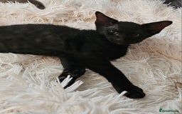 Sphynx cats for sale: Sphynx x Siamese kittens - Image 24