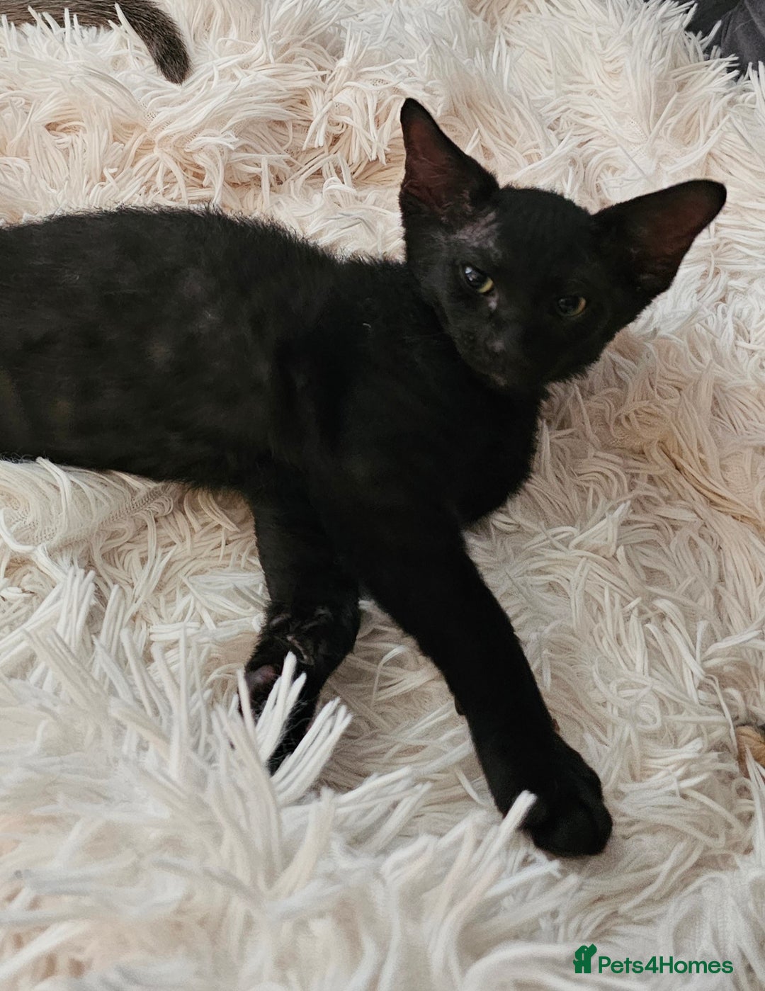 Sphynx cats for sale: Sphynx x Siamese kittens - Image 24