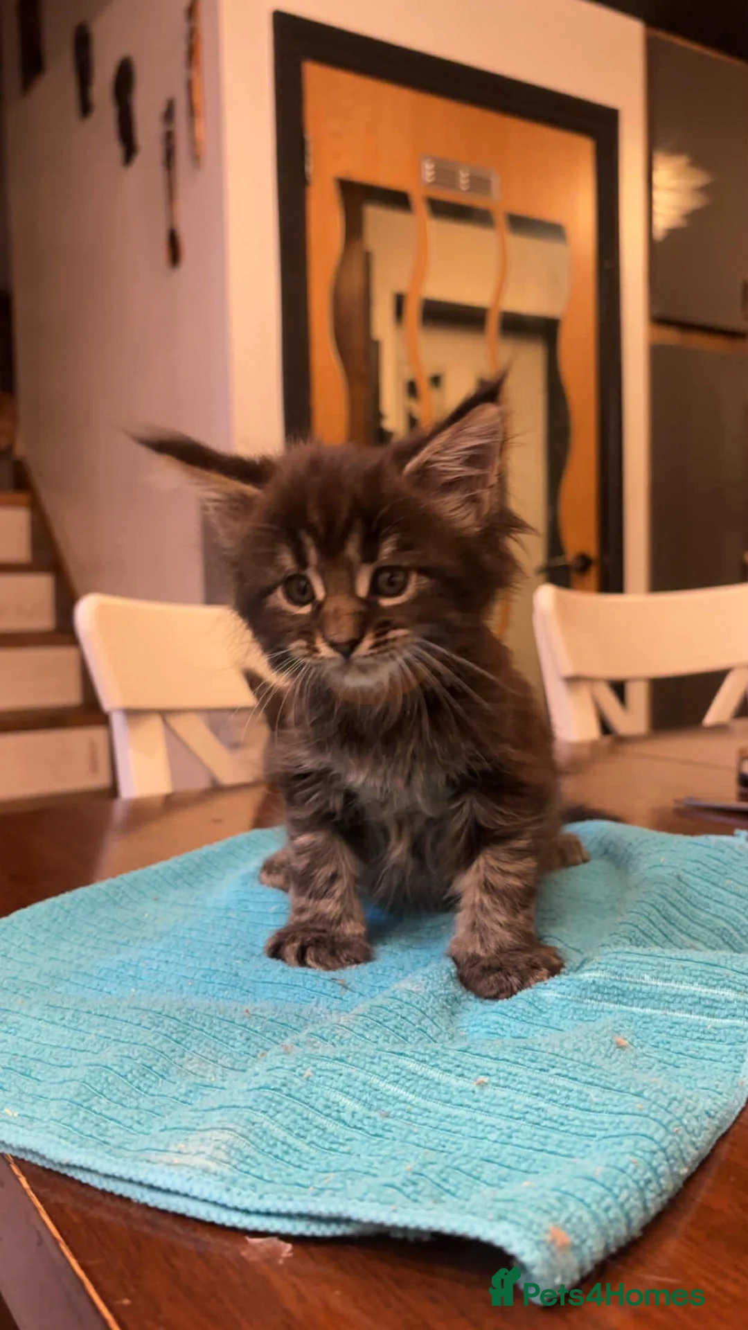 Maine Coon cats for sale: Pedigree Maine Coon xl - Advert 3