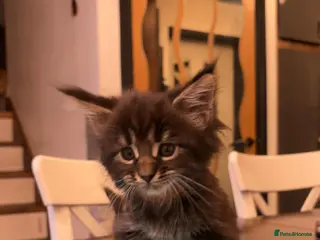 Maine Coon cats Pedigree Maine Coon xl - Advert 3