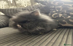 Lionhead rabbits for sale: 4 lionhead x Netherland dwarf mix breeds - Image 8