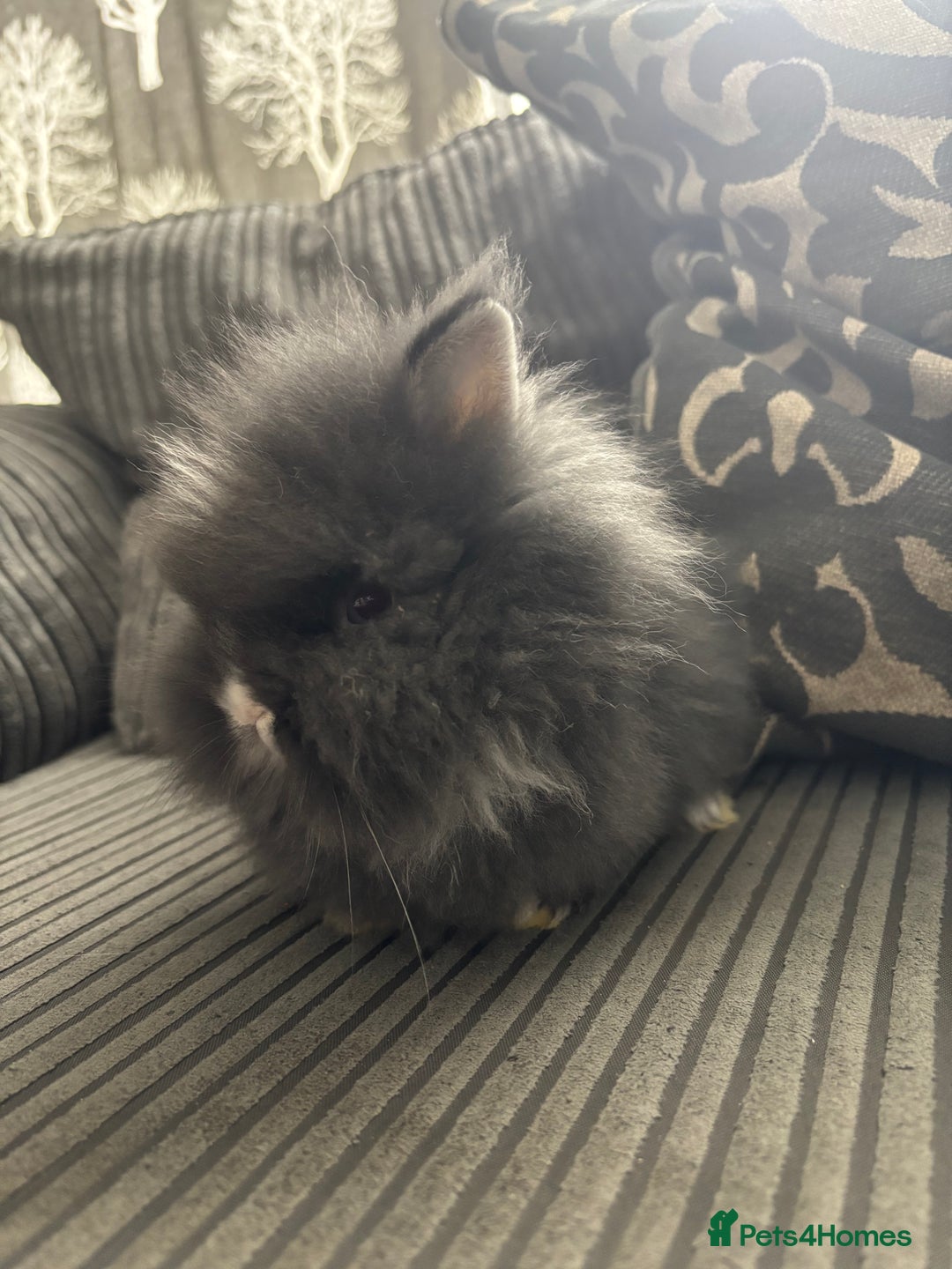 Lionhead rabbits for sale: 4 lionhead x Netherland dwarf mix breeds - Image 8