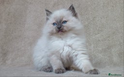 Ragdoll cats for sale: GCCF PET/ACTIVE KITTENS CHAMPION IMP BLOODLINES - Image 25
