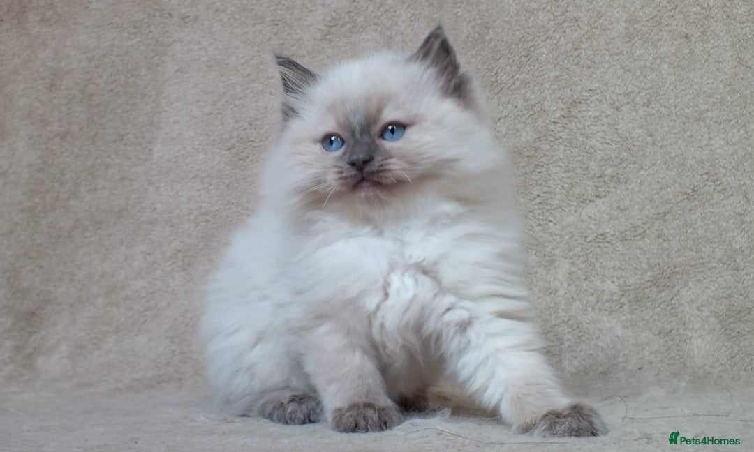 Ragdoll cats for sale: GCCF PET/ACTIVE KITTENS CHAMPION IMP BLOODLINES - Image 25