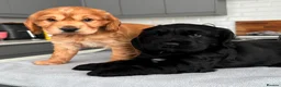 Cocker Spaniel dogs for sale: Adorable True Show Cocker Spaniel Puppies ♥️ - Advert 2