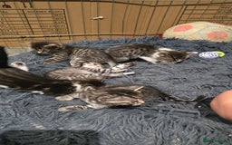Bengal cats for sale: Bengal x tabby kittens - Image 11