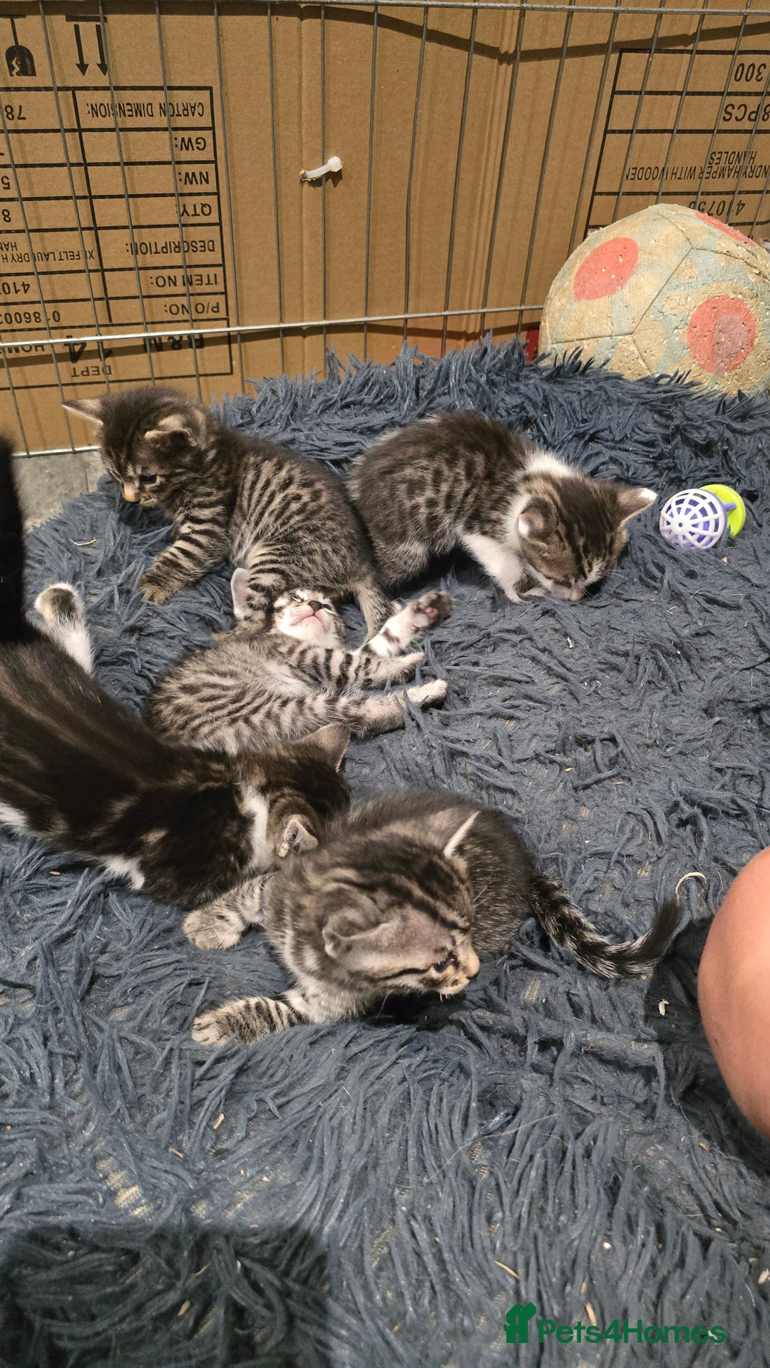 Bengal cats for sale: Bengal x tabby kittens - Image 11