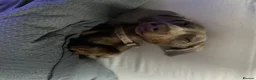 Miniature Dachshund dogs for stud: Derek the miniature dachshund  in Swaffham - Advert 5