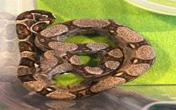 Boa Snake reptiles for sale: 2025 Boa Constrictor Babies in Letchworth Garden City - Image 19