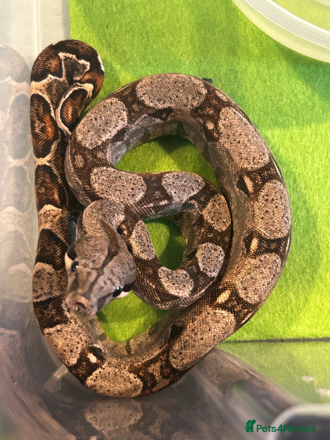 Boa Snake reptiles for sale: 2025 Boa Constrictor Babies in Letchworth Garden City - Image 19