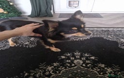 Pomchi dogs for sale: Friendly Small Dog for Sale - Image 1