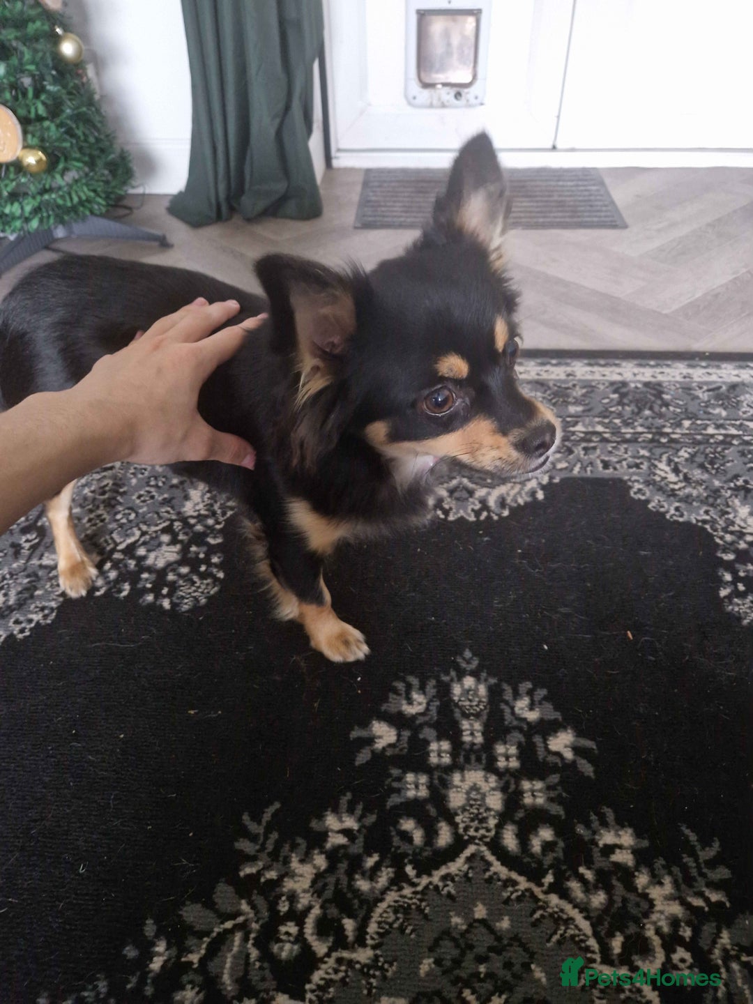 Pomchi dogs for sale: Friendly Small Dog for Sale - Image 1