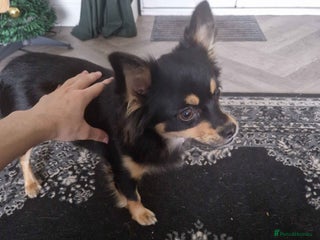 Pomchi dogs for sale - Advert 1