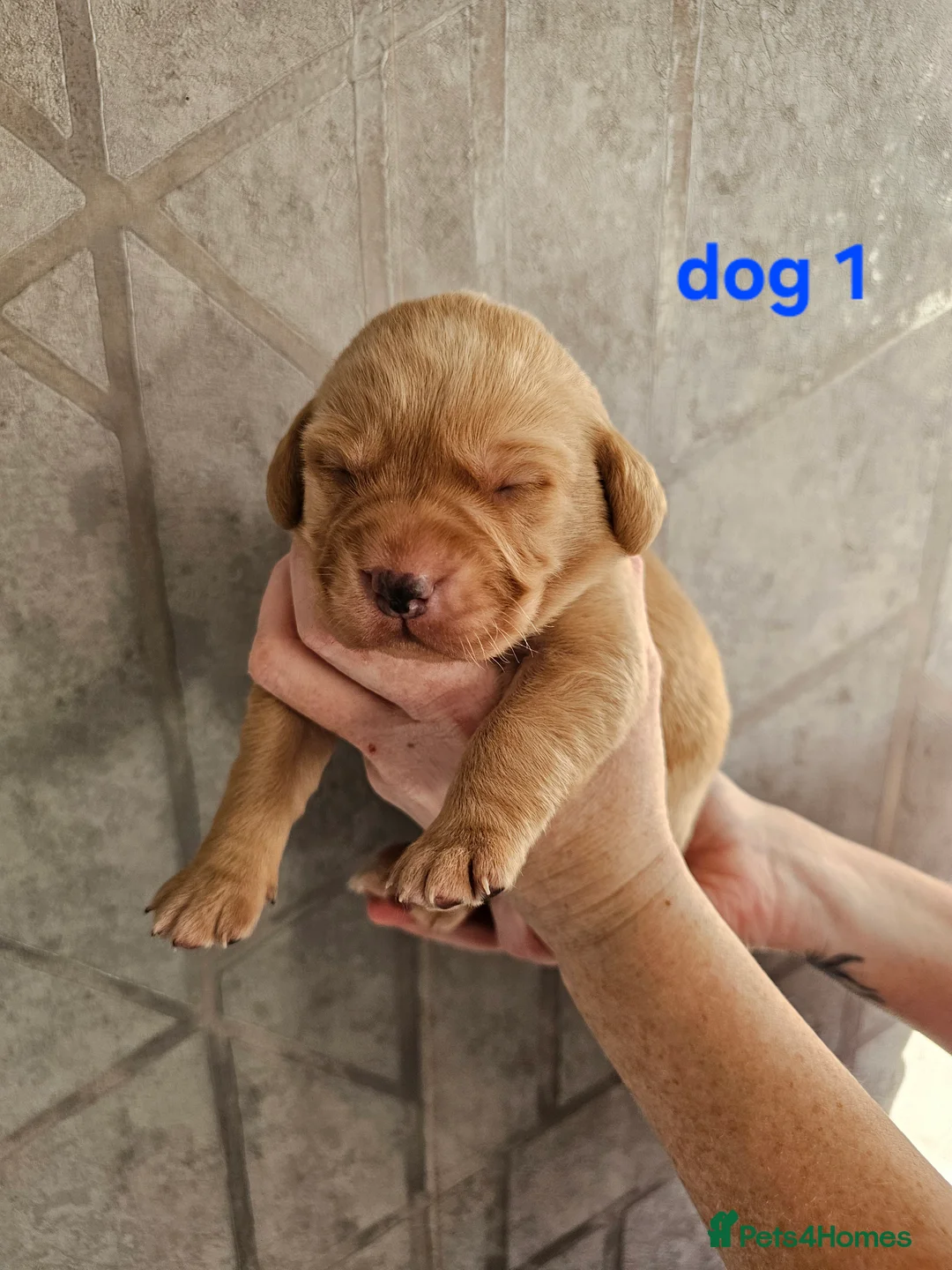 Labrador Retriever dogs for sale: Kc registered labrador pups  - Advert 14