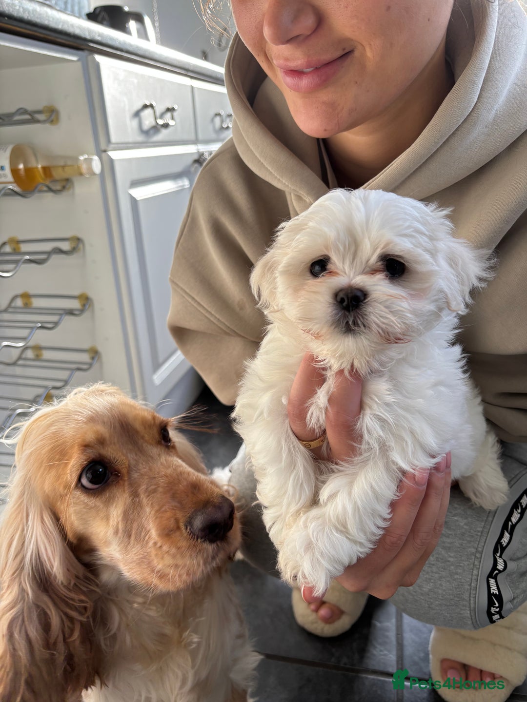 Maltese dogs for sale: READY TO LEAVE KC Korean Maltese Pups  - Advert 4