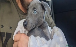 Whippet dogs for stud: Proven KC registered blue whippet for stud in Doncaster - Image 7