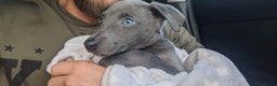 Whippet dogs for stud: Proven KC registered blue whippet for stud in Doncaster - Advert 6