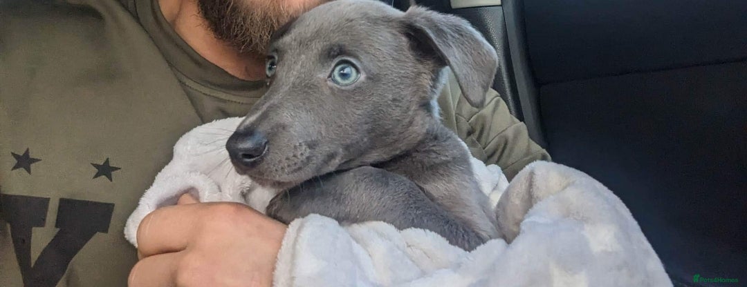 Whippet dogs for stud: Proven KC registered blue whippet for stud in Doncaster - Image 7