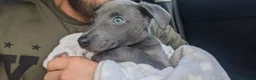 Whippet dogs for stud: Proven KC registered blue whippet for stud in Doncaster - Advert 9