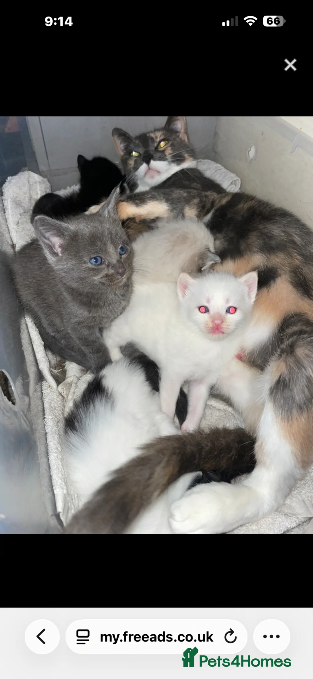 Ragdoll cats for sale: Grey kitten blue eyes  - Advert 1