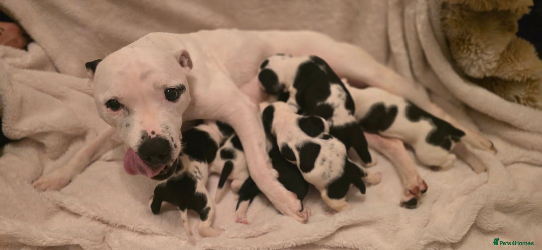 Mixed Breed dogs for sale: Olde english × staffie pups  - Advert 26