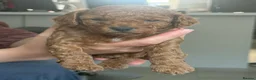Cockapoo dogs for sale: ONLY 1 LEFT - Toy Cockapoo GIRL Available Now - Advert 28