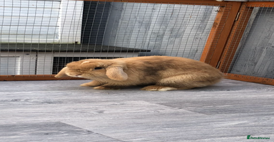 Mini Lop rabbits - Advert 4