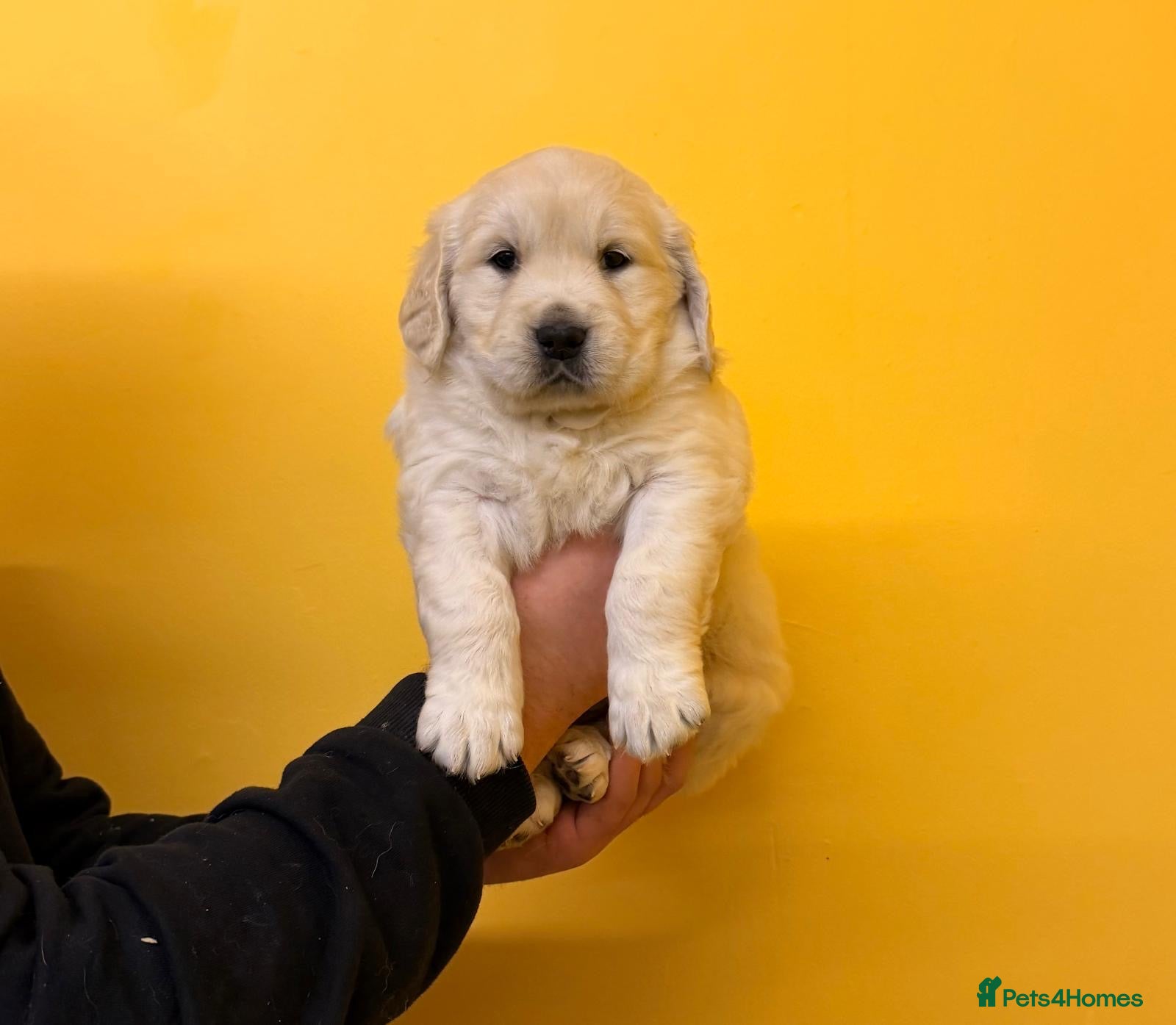 Golden Retriever dogs Stunning golden retriever puppies for sale  - Advert 5