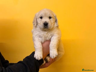 Golden Retriever dogs Stunning golden retriever puppies for sale - Advert 5