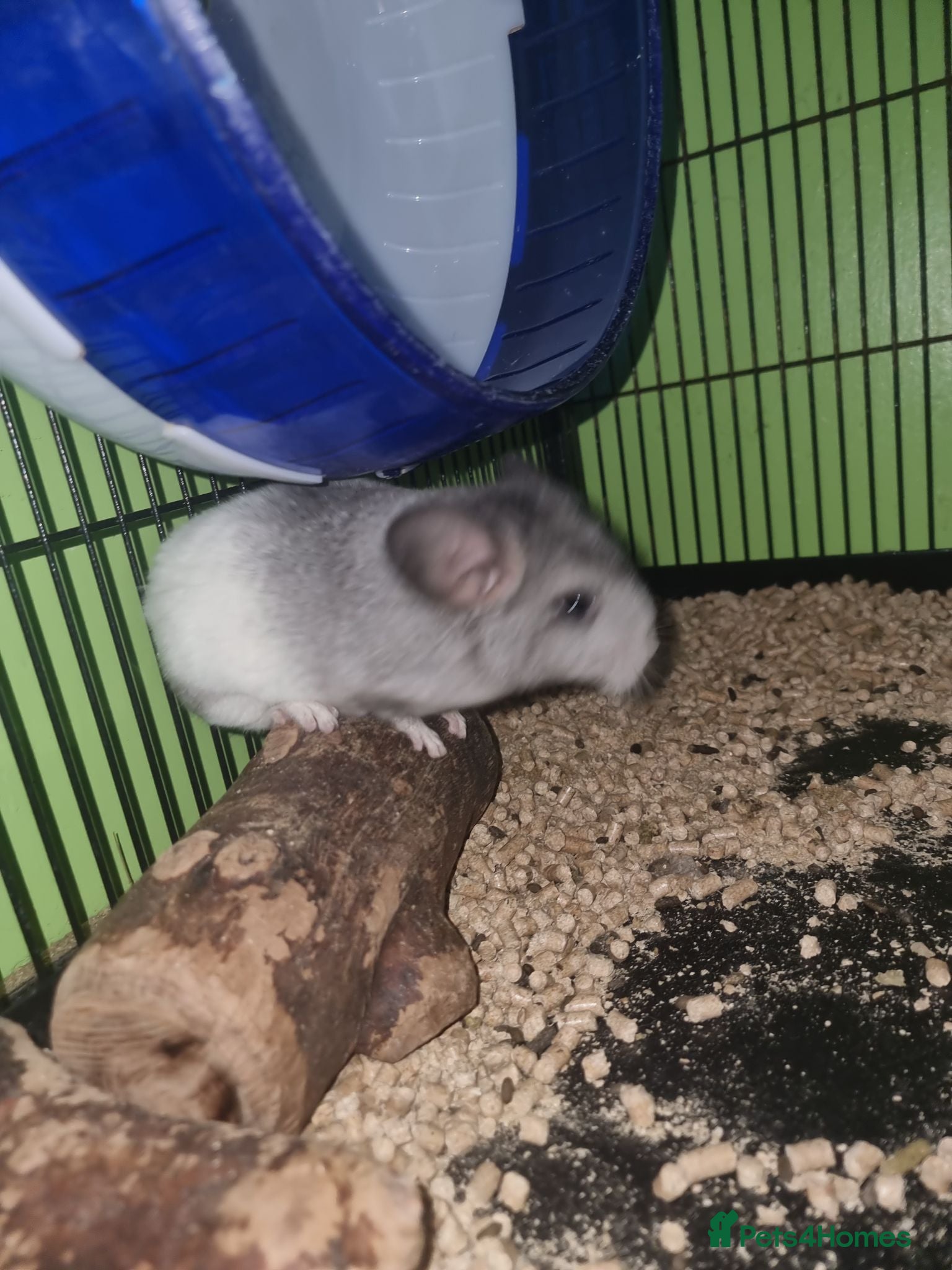 Chinchilla rodents Cute babies ready for new home - Advert 6