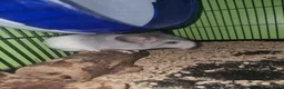 Chinchilla rodents for sale: Cute babies ready for new home in Colchester - Advert 1