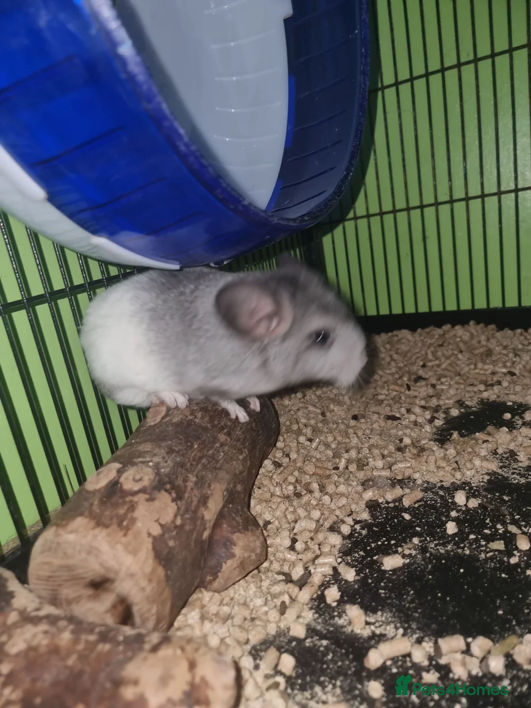 Chinchilla rodents for sale: Cute babies ready for new home in Colchester - Advert 1