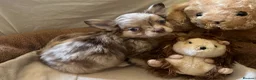 Chihuahua dogs for sale: Chihuahua puppies with blue and green eyes 2 m & 2 - Advert 11