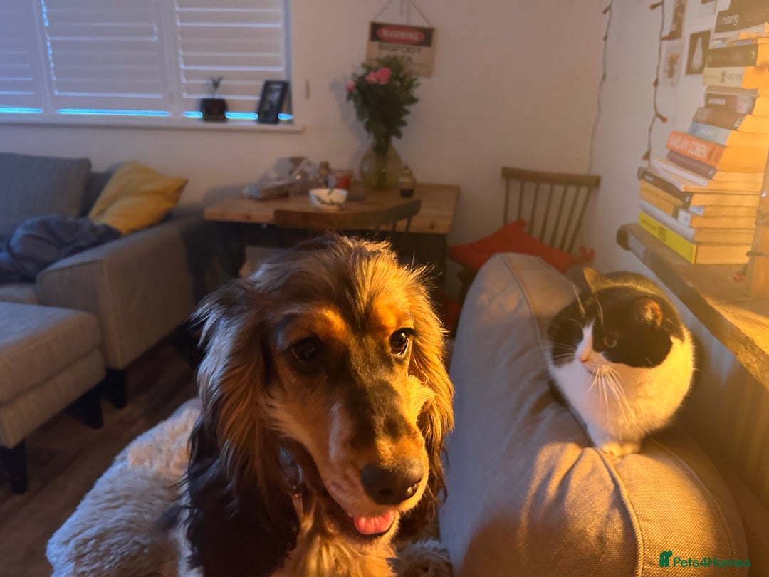 Cocker Spaniel dogs for sale: Ruby, Cocker Spaniel 2,5 years old - Advert 7