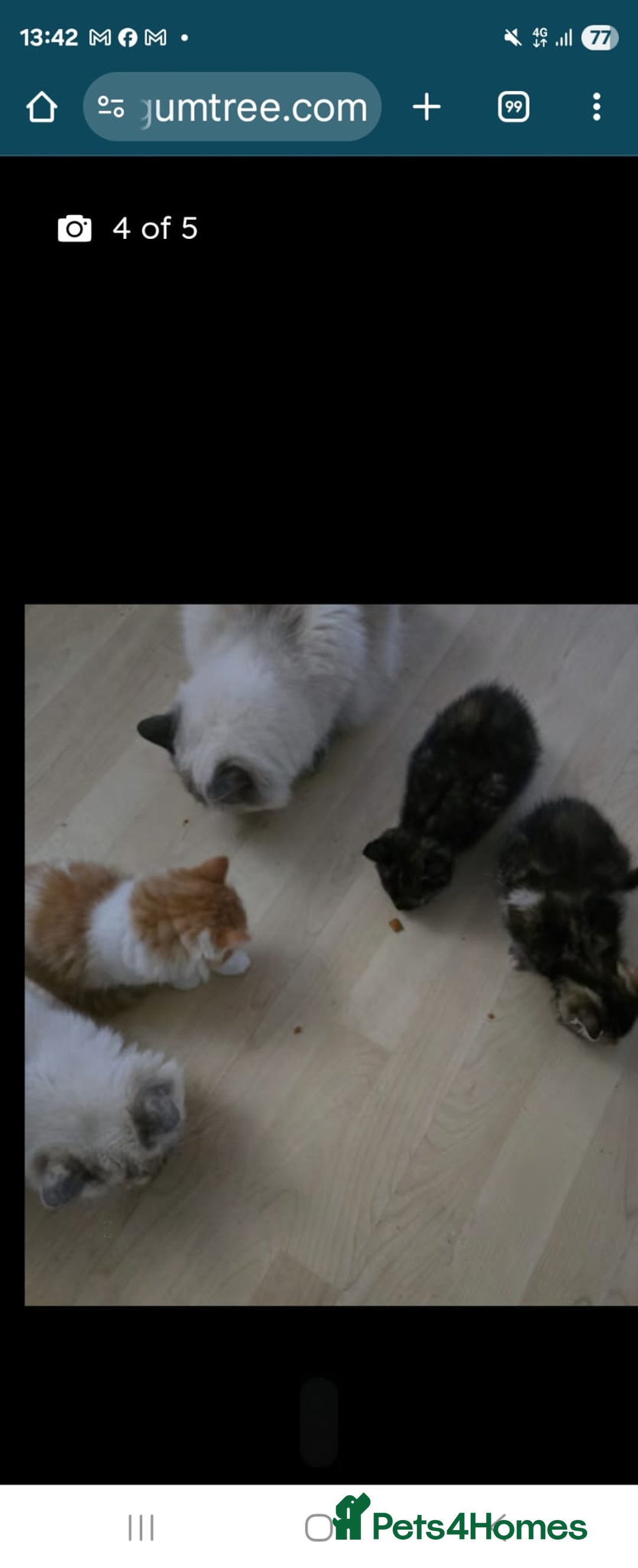 Ragdoll cats for sale: Ragdoll Cross Kittens  - Image 6