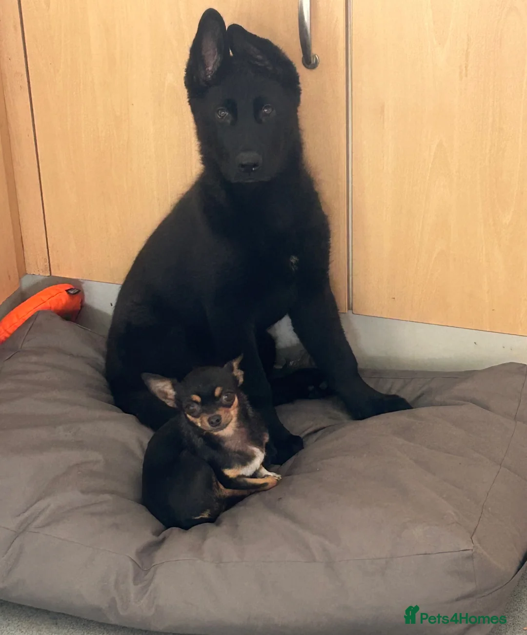 German Shepherd dogs for sale: Beautiful German shepherd (tovi) in Hull - Advert 6