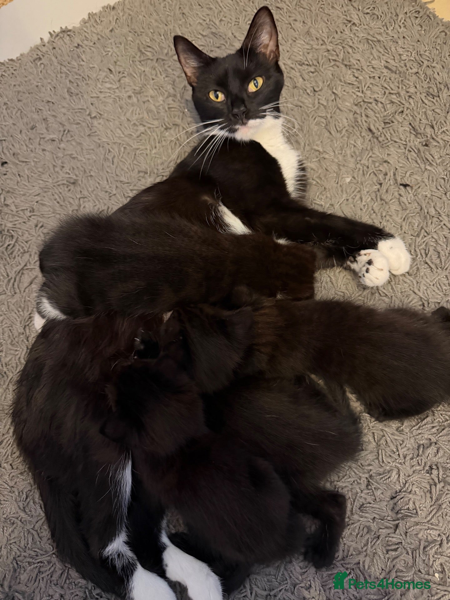 Mixed Breed cats Gorgeous Kittens Looking for Their Forever Homes  - Advert 1