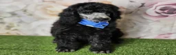 Standard Poodle dogs for stud: Silver standard poodle  in Wakefield - Advert 18