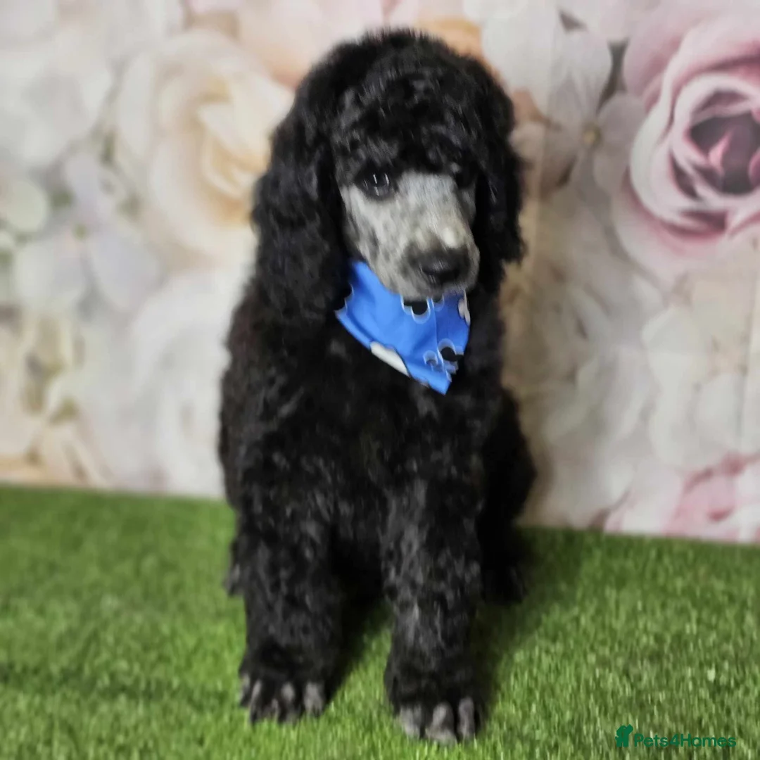 Standard Poodle dogs for stud: Silver standard poodle  in Wakefield - Advert 18