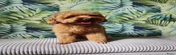 Toy Poodle dogs for stud: Vinnie 💥 - Advert 2