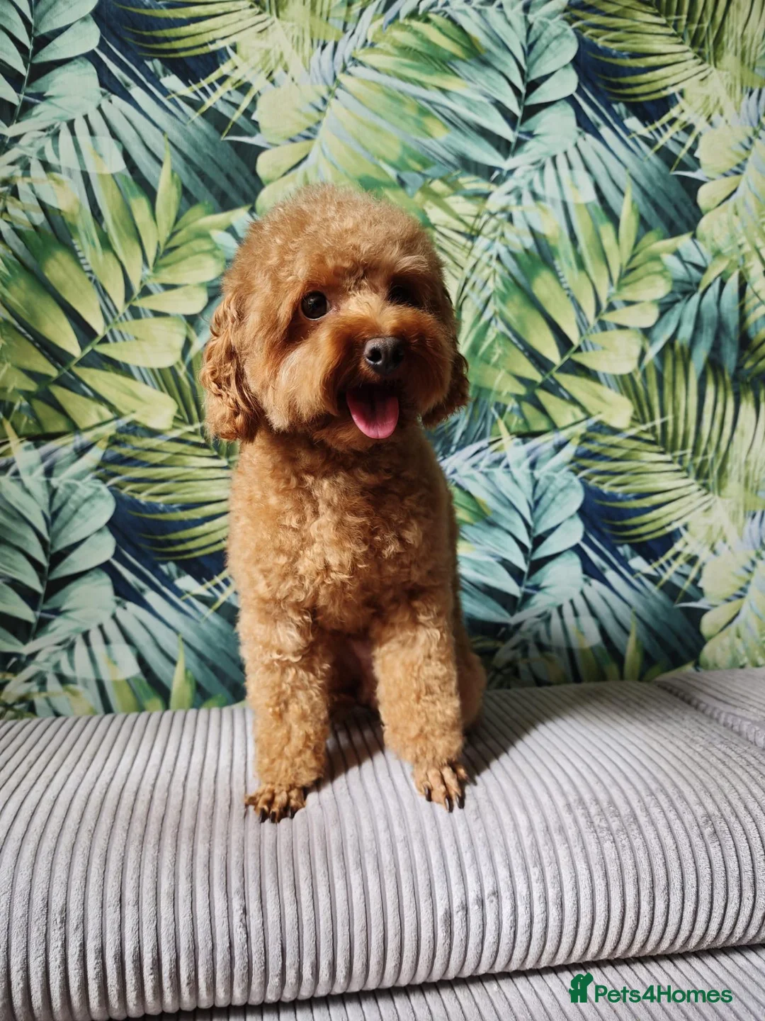 Toy Poodle dogs for stud: Vinnie 💥 - Advert 2