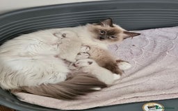 Ragdoll cats for sale: For sale Ragdoll  - Image 10