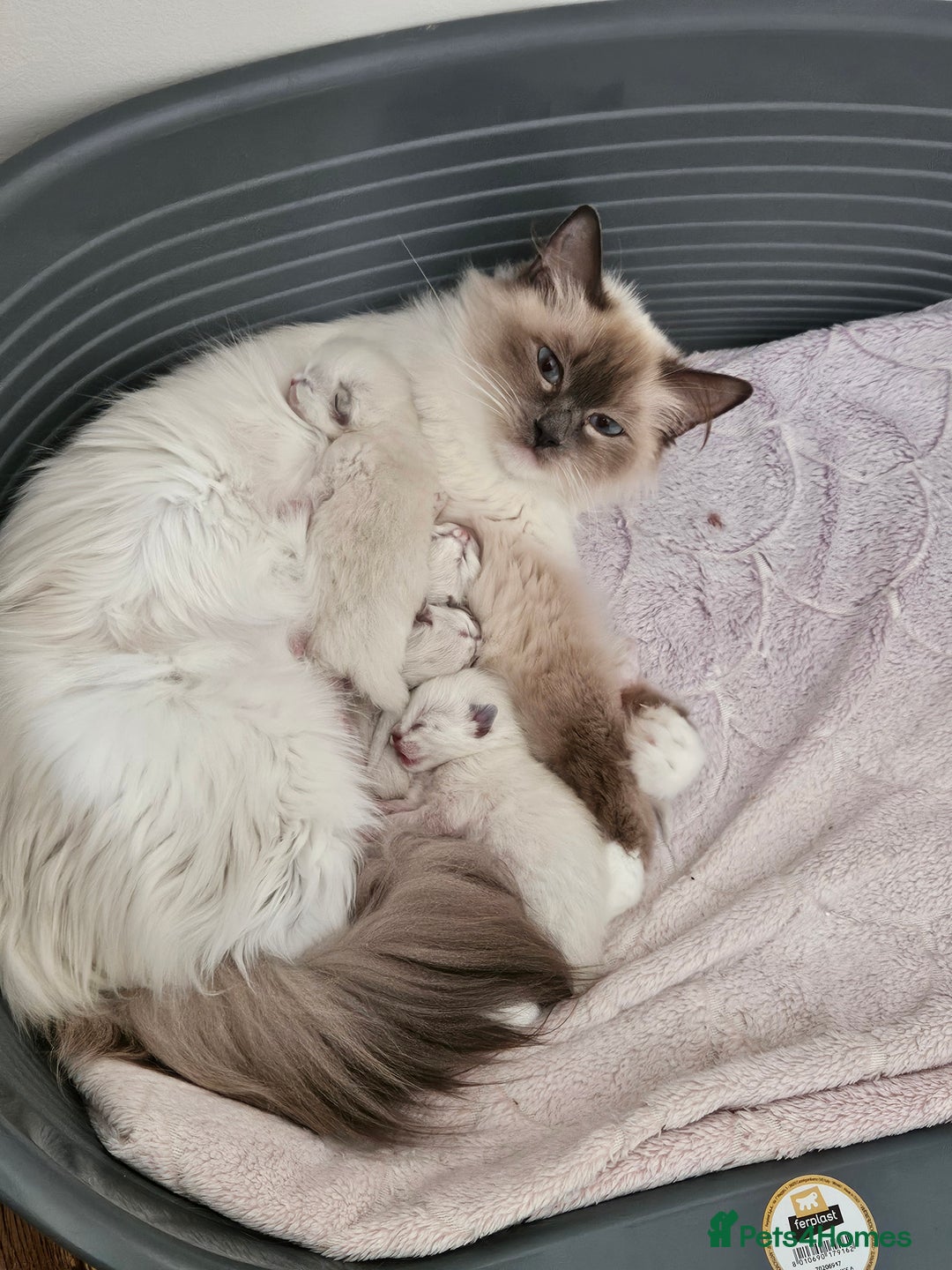 Ragdoll cats for sale: For sale Ragdoll  - Image 10