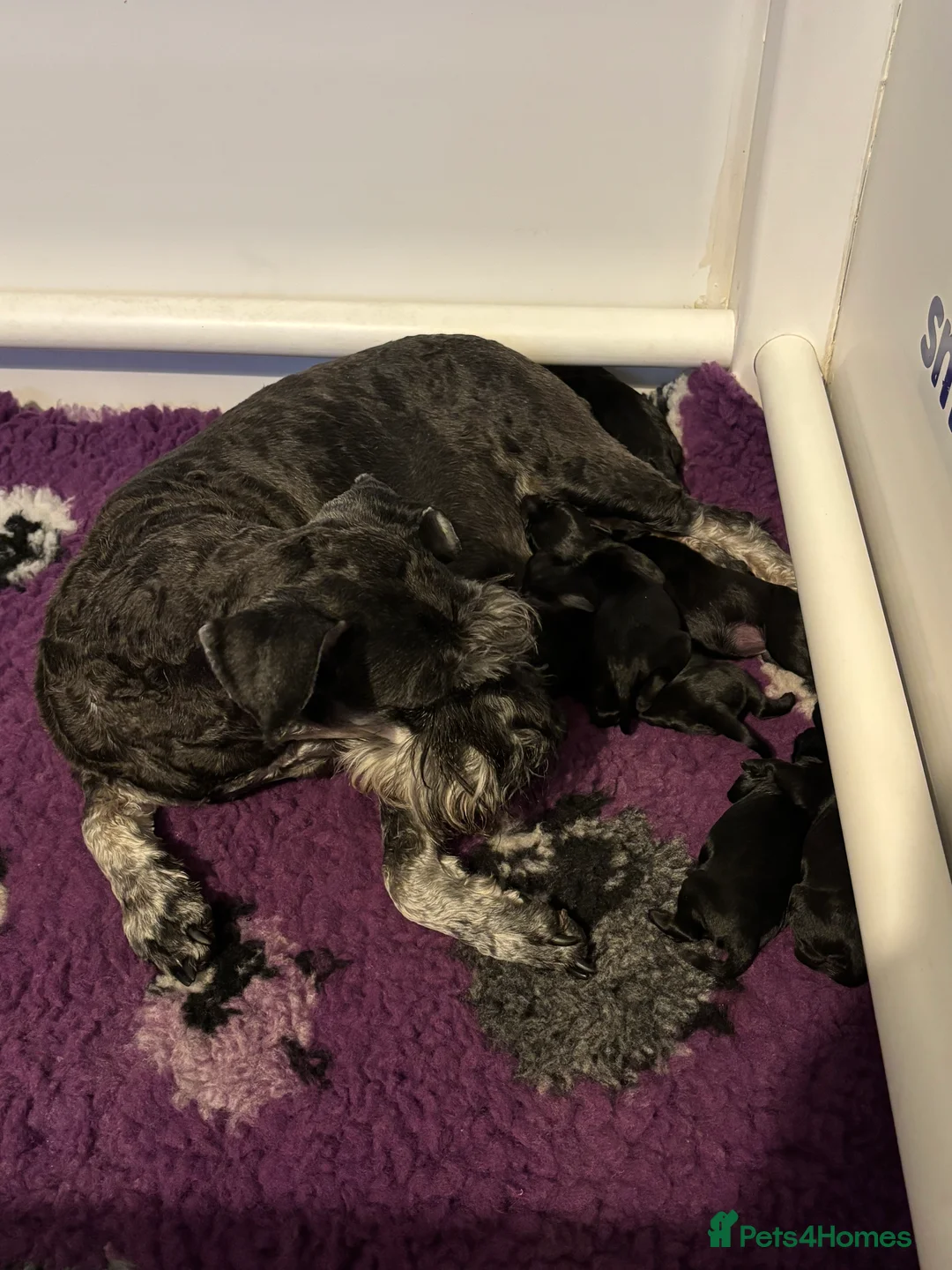 Miniature Schnauzer dogs for sale: 2 beautiful black boys available  - Advert 2